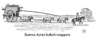 Buenos Ayres bullock-waggons
