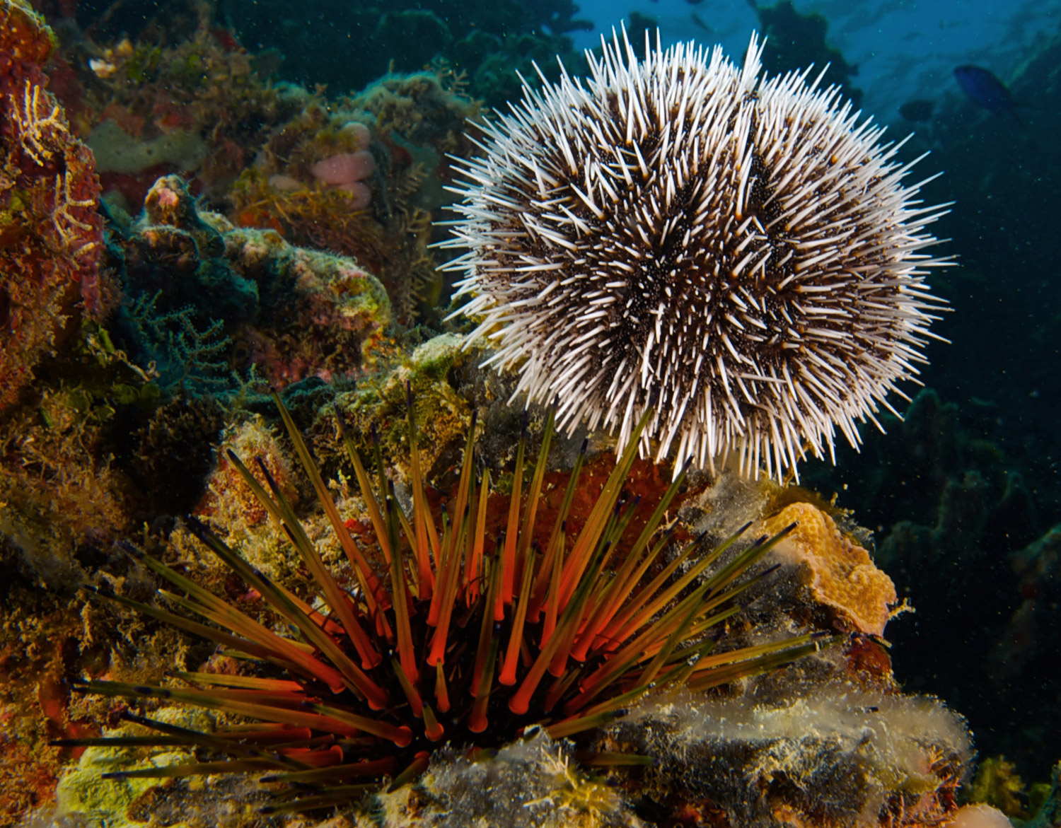 echinodermata-echinoderms-starfish-sea-urchins-and-sea-cucumbers