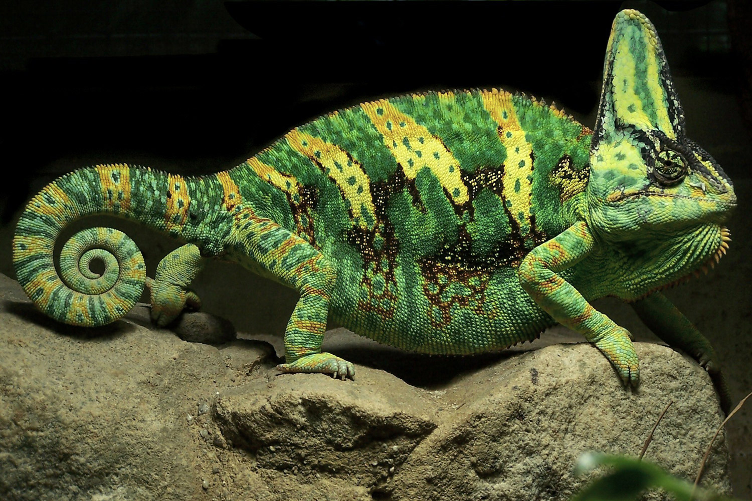 What do reptiles and mammals have in common?