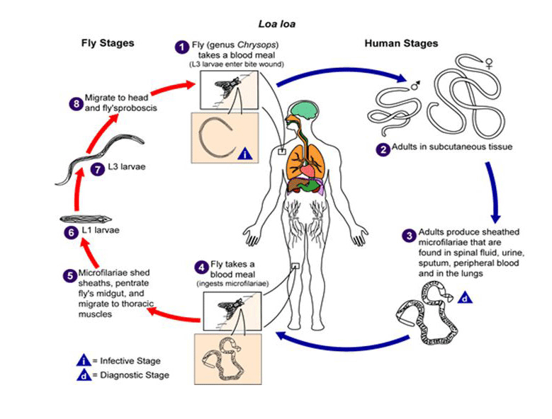 Loa loa lifecycle