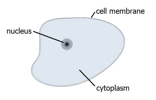 A simple animal cell
