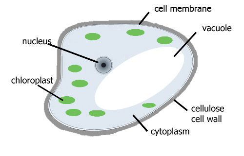 A simple plant cell