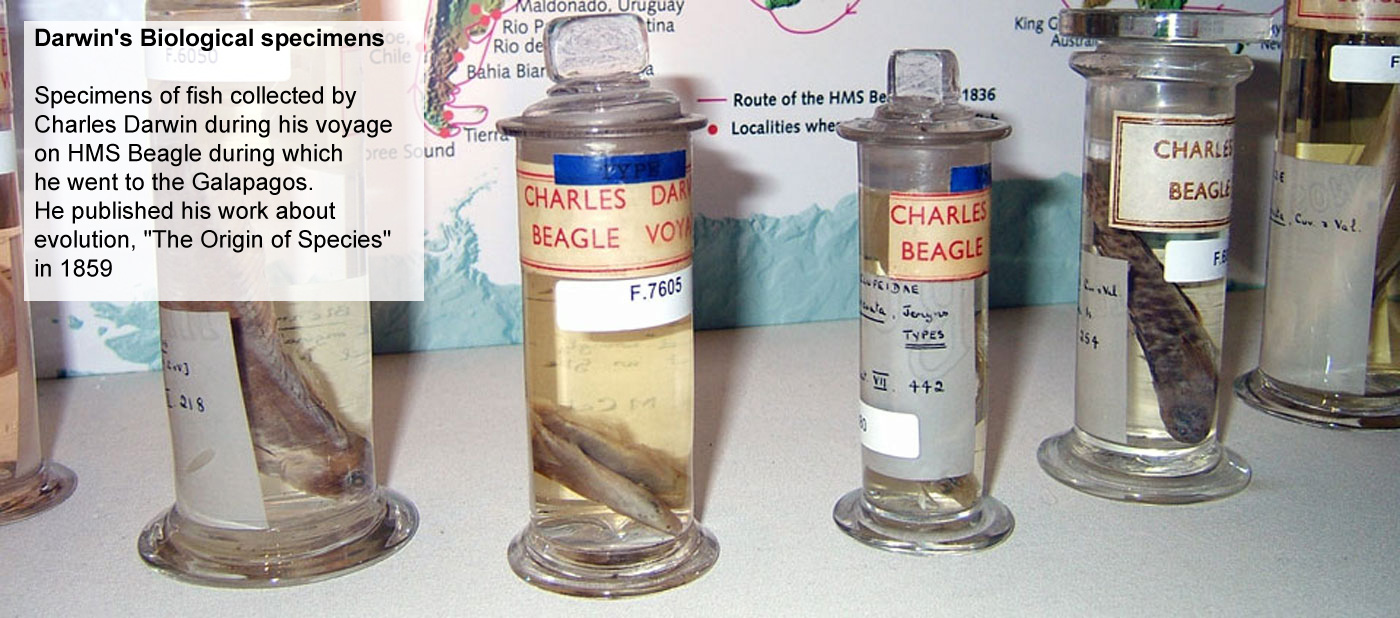 Darwin's Biological specimens - Specimens 
					of fish collected by Charles Darwin during his voyage on HMS 
					Beagle during which he went to the Galapagos. He published his 
					work about evolution, 'The Origin of Species' in 1859