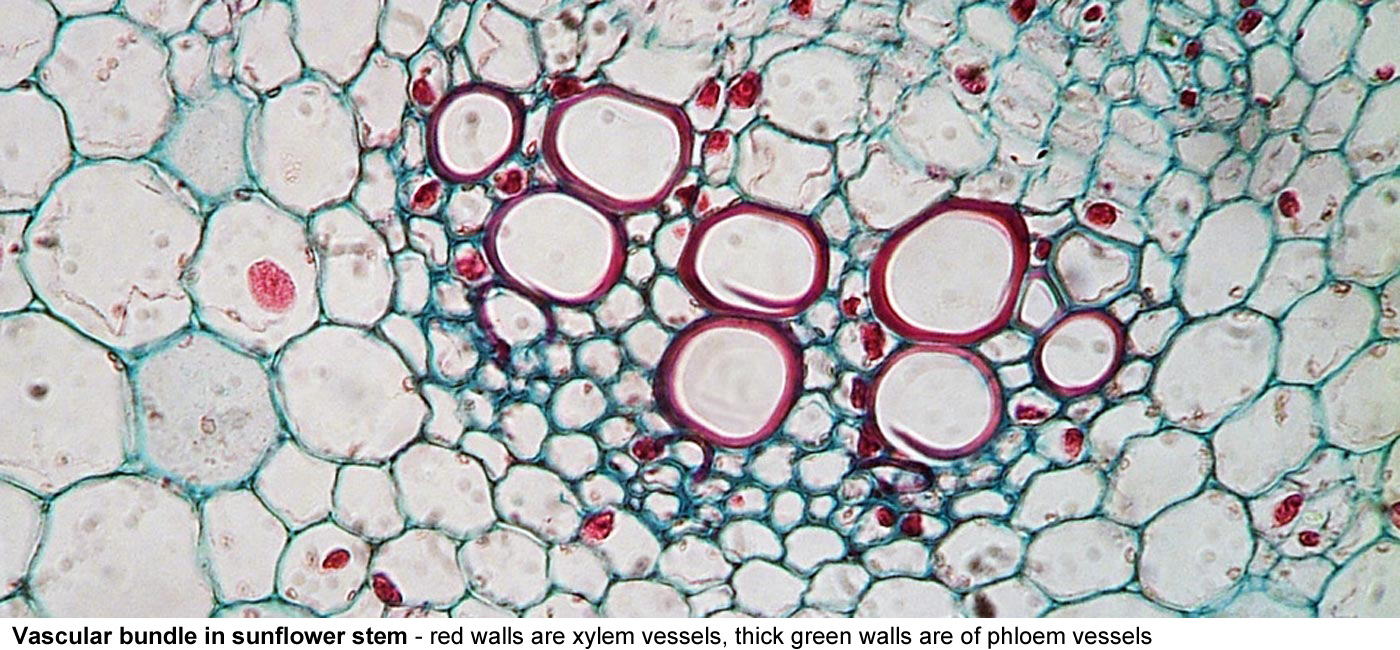 Vascular bundle in sunflower stem - The red walls are of xylem vessels, at least two of them have spiral thickening as seen bythe loose  cut ends of the lignin stained 
red. These are dead cells that carry water and dissolved minerals Nearby cells are phloem that carry sugars and other products of photosynthesis.