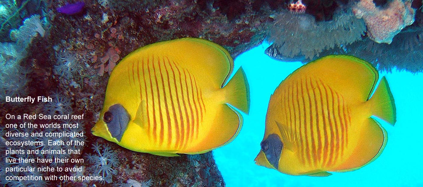 Butterfly Fish - On a Red Sea coral reef one of 
			the worlds most diverse and complicated ecosystems. Each of the plants 
			and animals that live there have their own particular niche to avoid 
			competition with other species