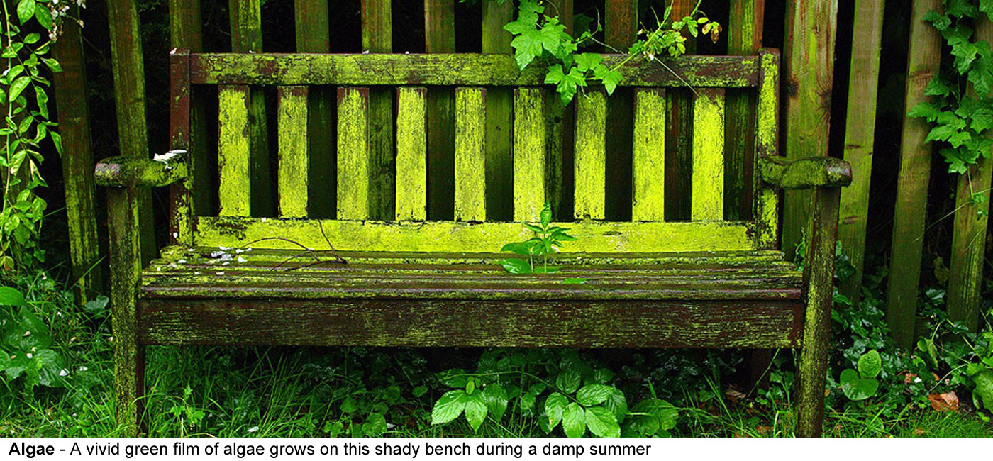 Algae - A vivid green film of algae grows on this shady bench during a 
  damp summer in an English garden