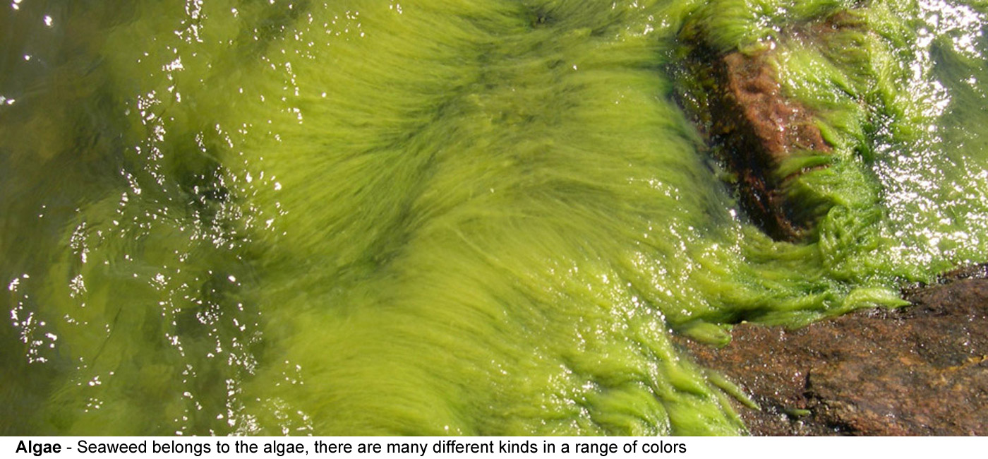 Algae - Seaweed belongs to the algae, there 
  are many different kinds in a range of colors