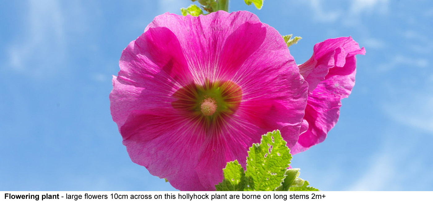 flowering plant = These large showy flowers up to about 10cm across on this hollyhock plant are 
  borne on long stems 2m or more high with 10-20 or more flowers 
  opening in turn on each stem