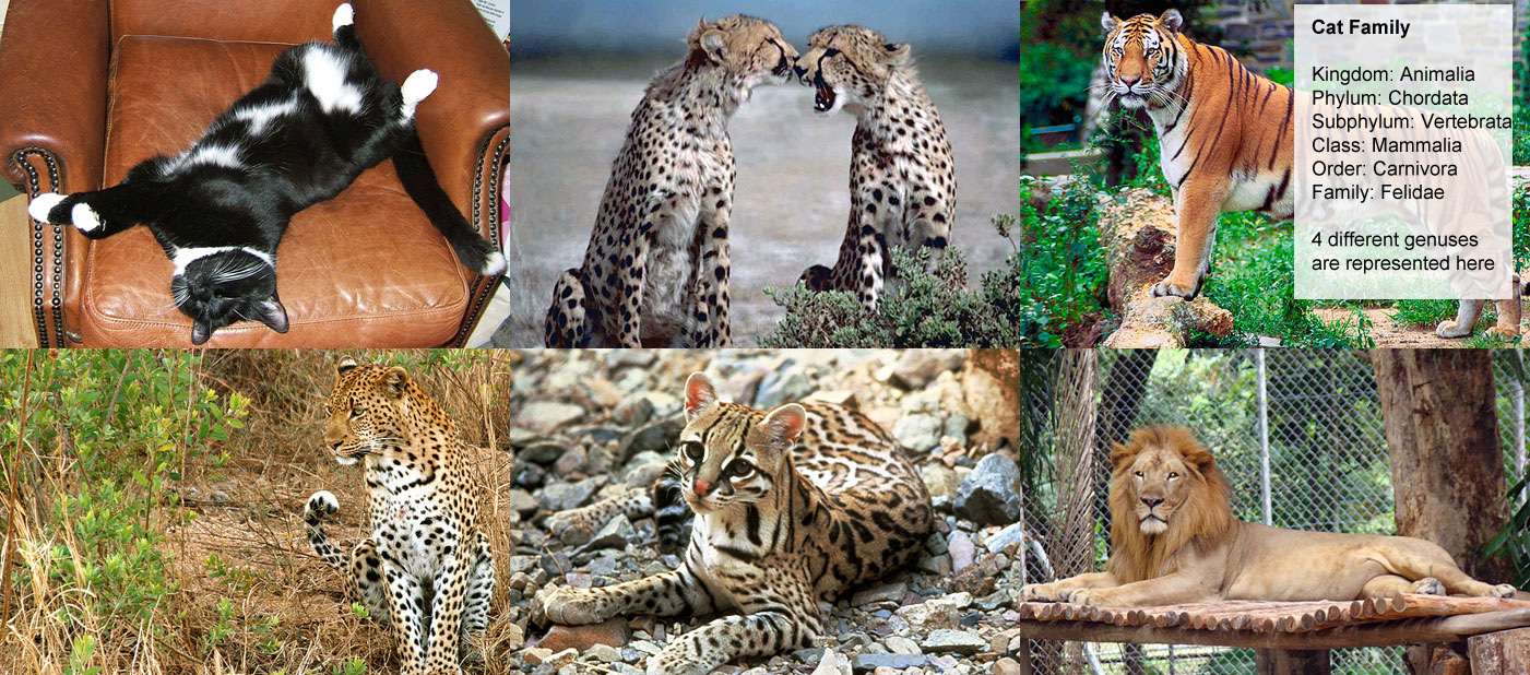 Cat Family - Kingdom: Animalia - Phylum: Chordata, Subphylum: 
								Vertebrata, Class: Mammalia, Order: Carnivora, Family: Felidae, 4 different genuses, are represented 
								here