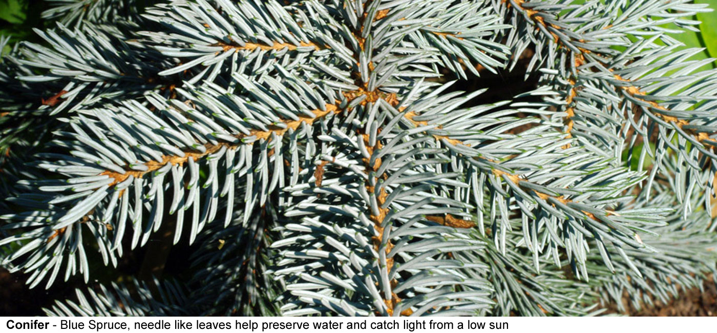 Conifer - This branch belongs to a Colorado Blue Spruce, a conifer, needle like leaves help the trees 
  preserve water in the winter and help help catch light from a 
  sun low in the sky