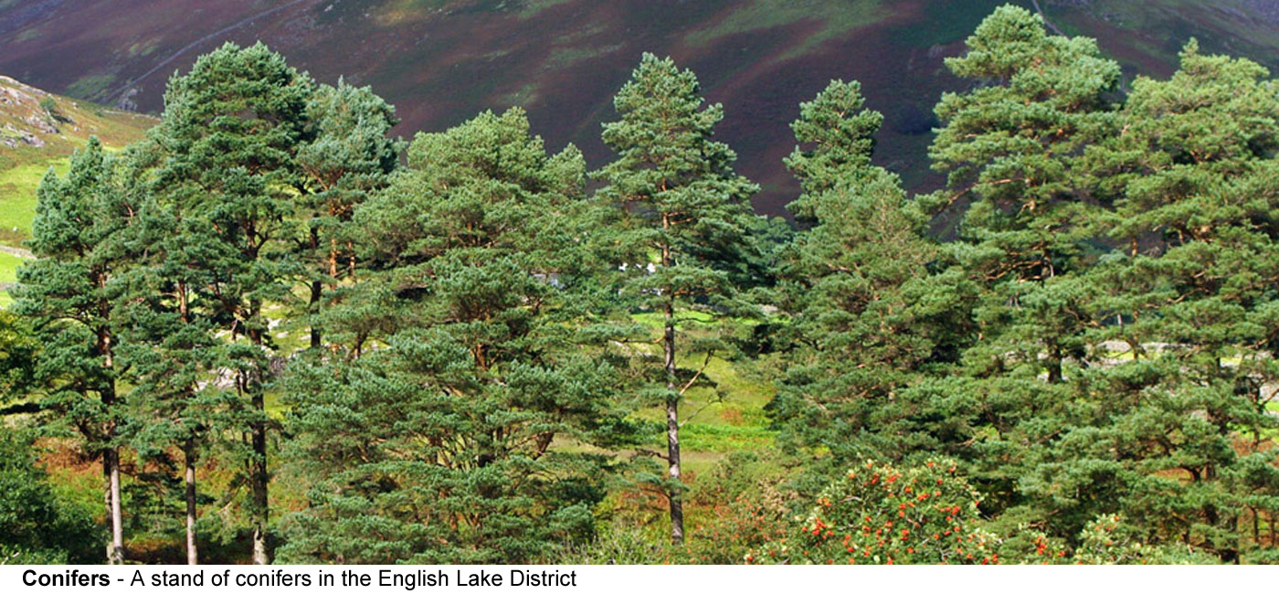 Conifers - A stand of conifers in the English Lake District