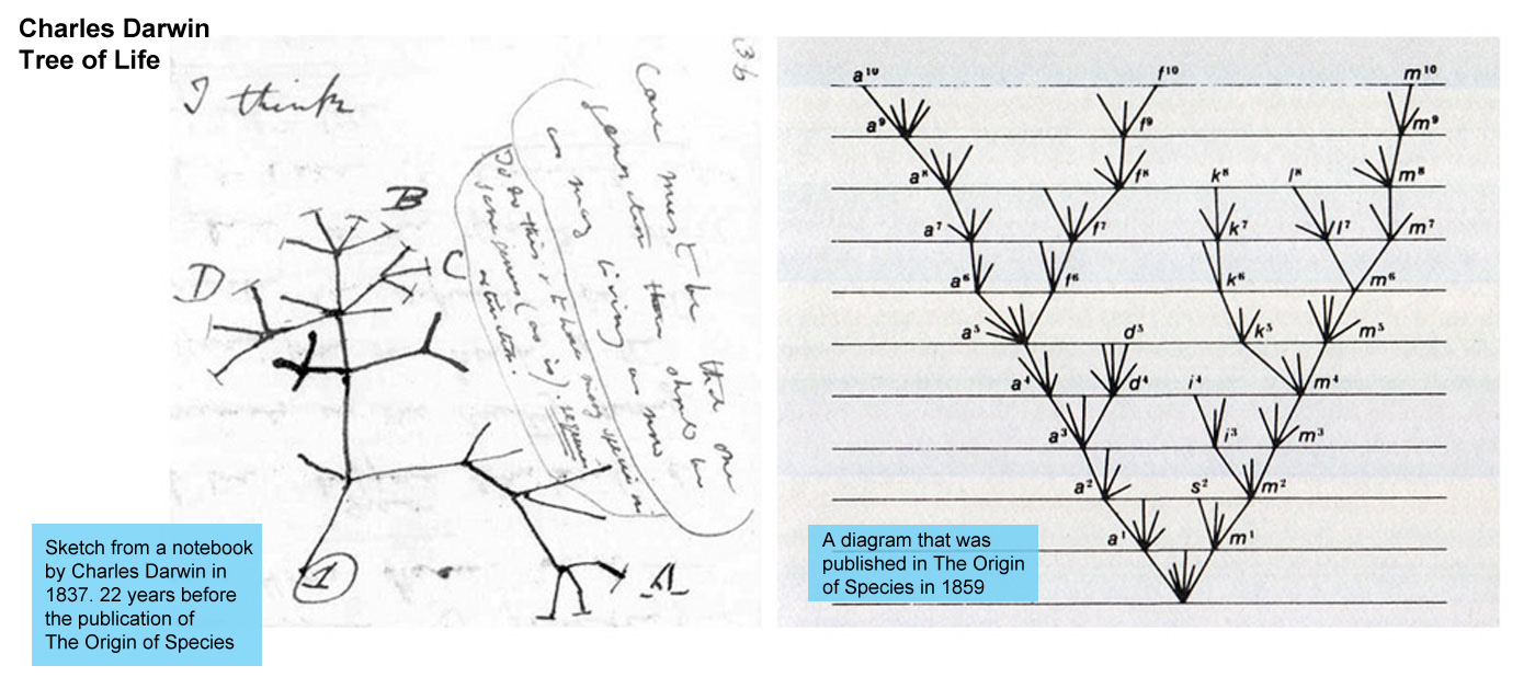 Charles Darwin - Tree of Life - left is a sketch from a notebook by Charles 
								Darwin in 1837 22 years before The Origin of Species 
								was published. Right is a diagram that was published 
								in the book in 1859