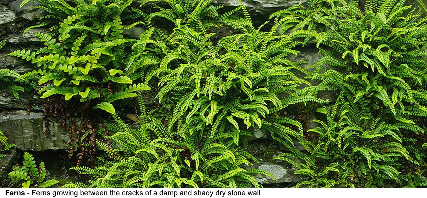 Ferns - Ferns growing between the cracks of a damp and shady dry stone 
  wall