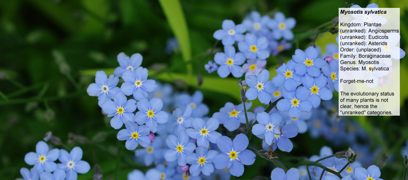 Forget-me-not - Kingdom: Plantae, (unranked): Angiosperms, 
								(unranked): Eudicots, (unranked): Asterids, 
								Order: (unplaced), Family: Boraginaceae, Genus: 
								Myosotis, Species: M. sylvatica. The evolutionary 
								status<br>of many plants is not<br>clear, hence 
								the unranked, categories