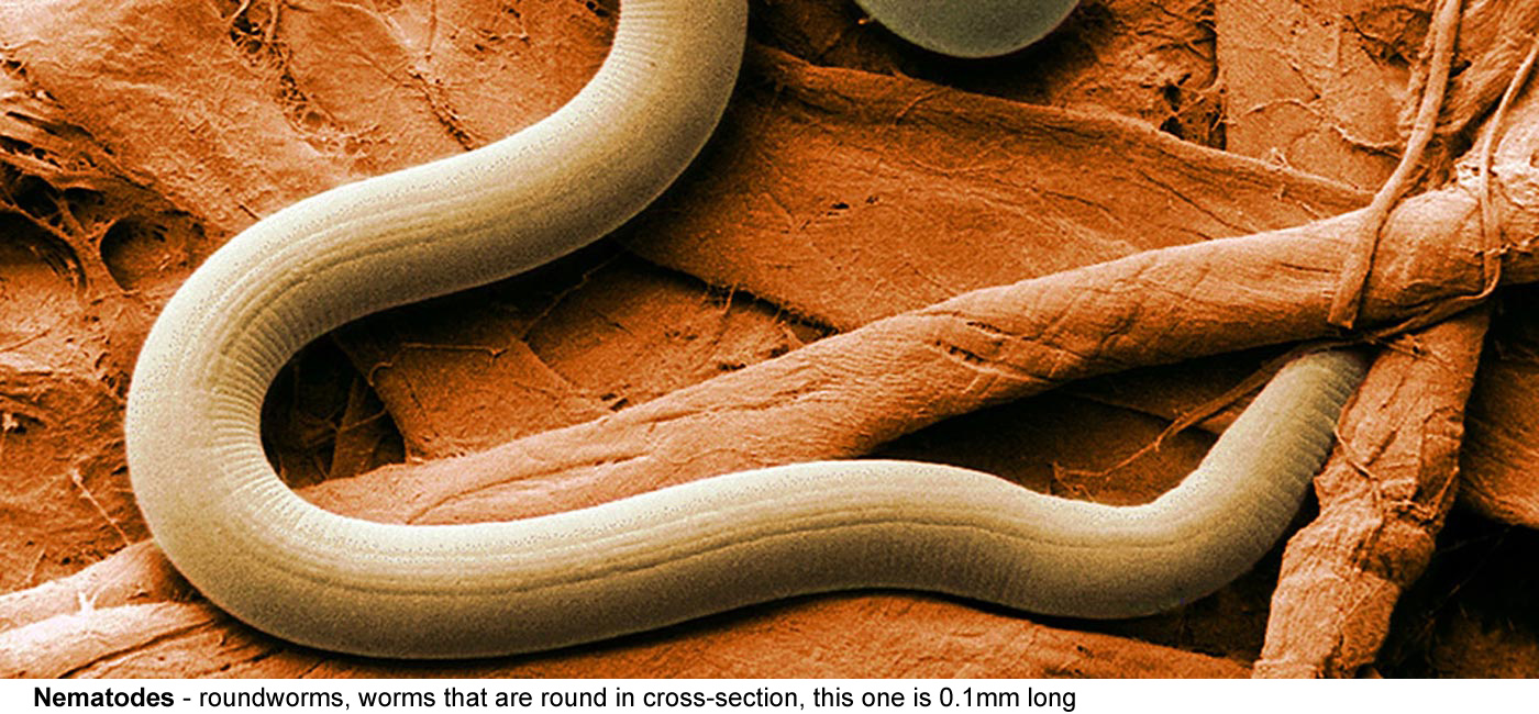 Nematodes - Roundworms, worms that are round in cross-section. 
								Short and fat, long and thin, and everywhere 
								in between, large and visible or microscopic, 
								free living or parasites that sometimes fall 
								down people's noses, this one around 0.1mm long.