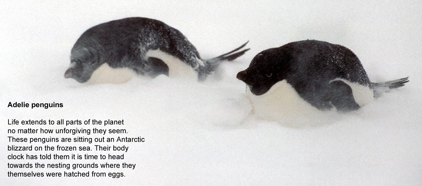 Adelie penguins - Life extends to all parts 
				of the planet no matter how unforgiving they seem. These penguins 
				are sitting out an Antarctic blizzard on the frozen sea. Their body 
				clocks have told them it is time to head towards the nesting grounds 
				where they themselves were hatched from eggs