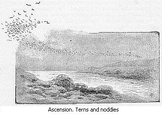 Ascension. Terns and noddies