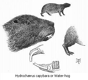 HydrochÃ‚Â¦rus capybara of Water-hog