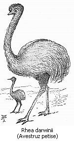 Rhea darwinii