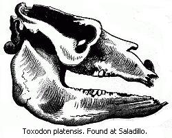 Toxodon platensis. Found at Saladillo.