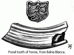 Fossil tooth of horse, from Bahia Blanca.