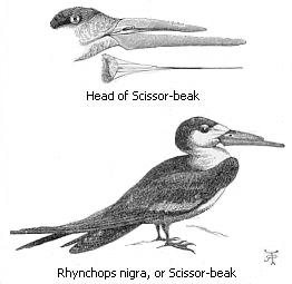 Head of Scissor-beak and Rhynchops nigra, or Scissor-beak.