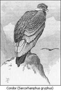Condor (Sarcorhamphus gryphus)