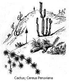 Cactus; Cereus Peruviana