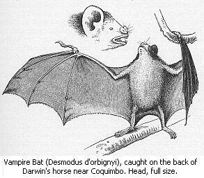 Vampire Bat