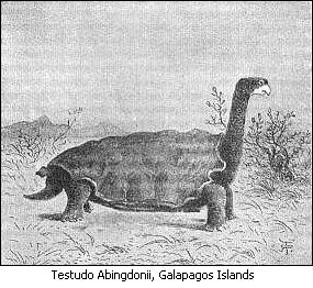Testudo Abingdonii, Galapagos Islands