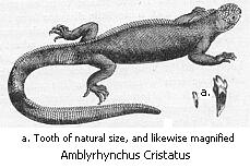 Amblyrhynchus Cristatus