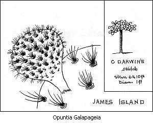Opuntia Galapageia