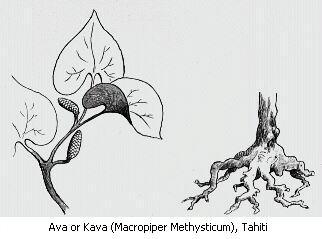 Ava or kava (Macropiper Methysticum), Tahiti