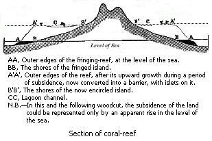 Section of coral-reef