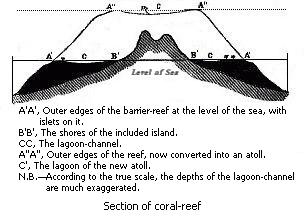 Section of coral-reef