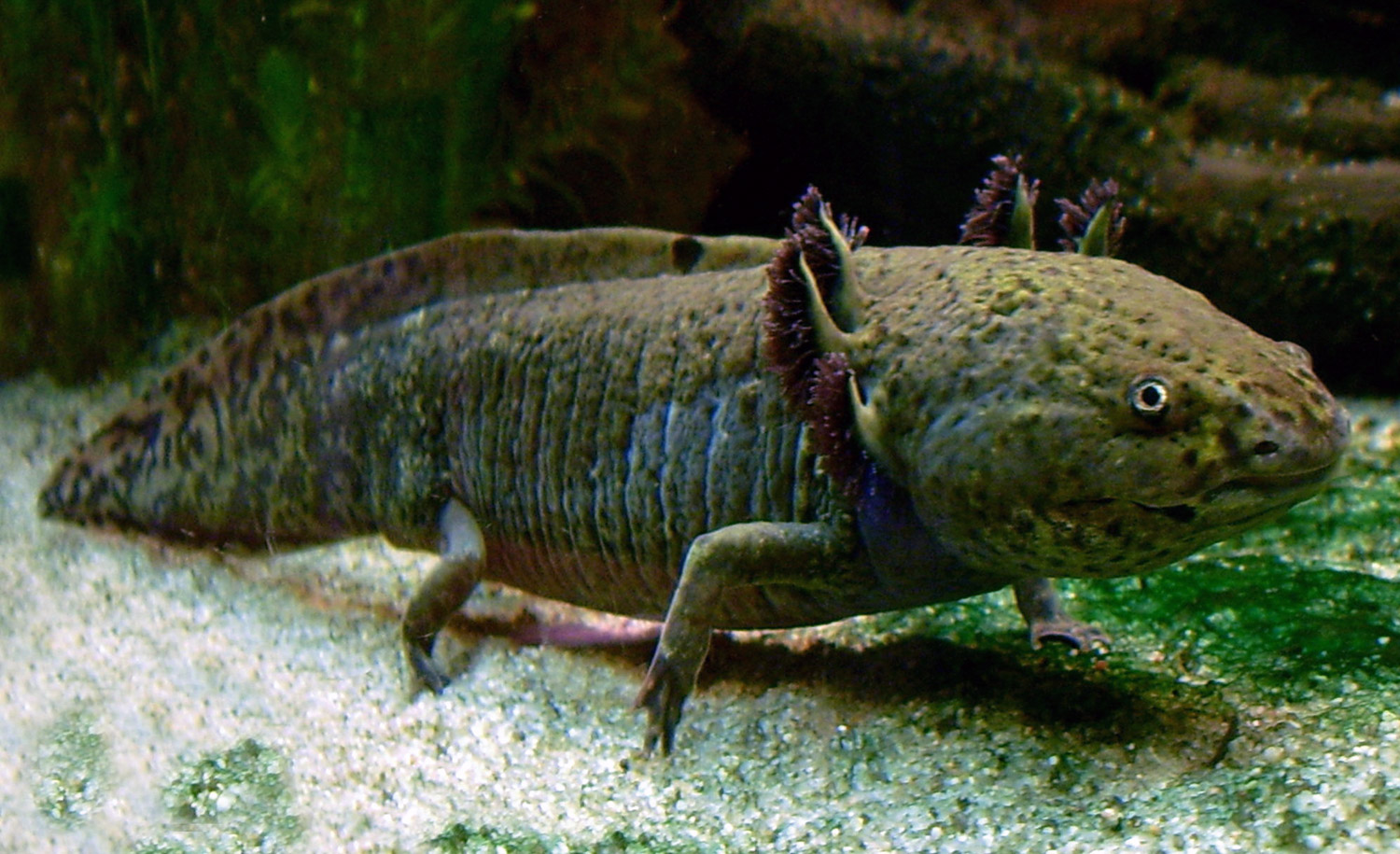 Amphibia - Amphibians - Animalia