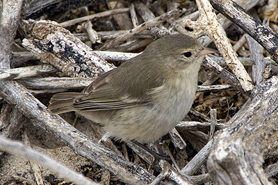 Darwin's Finch