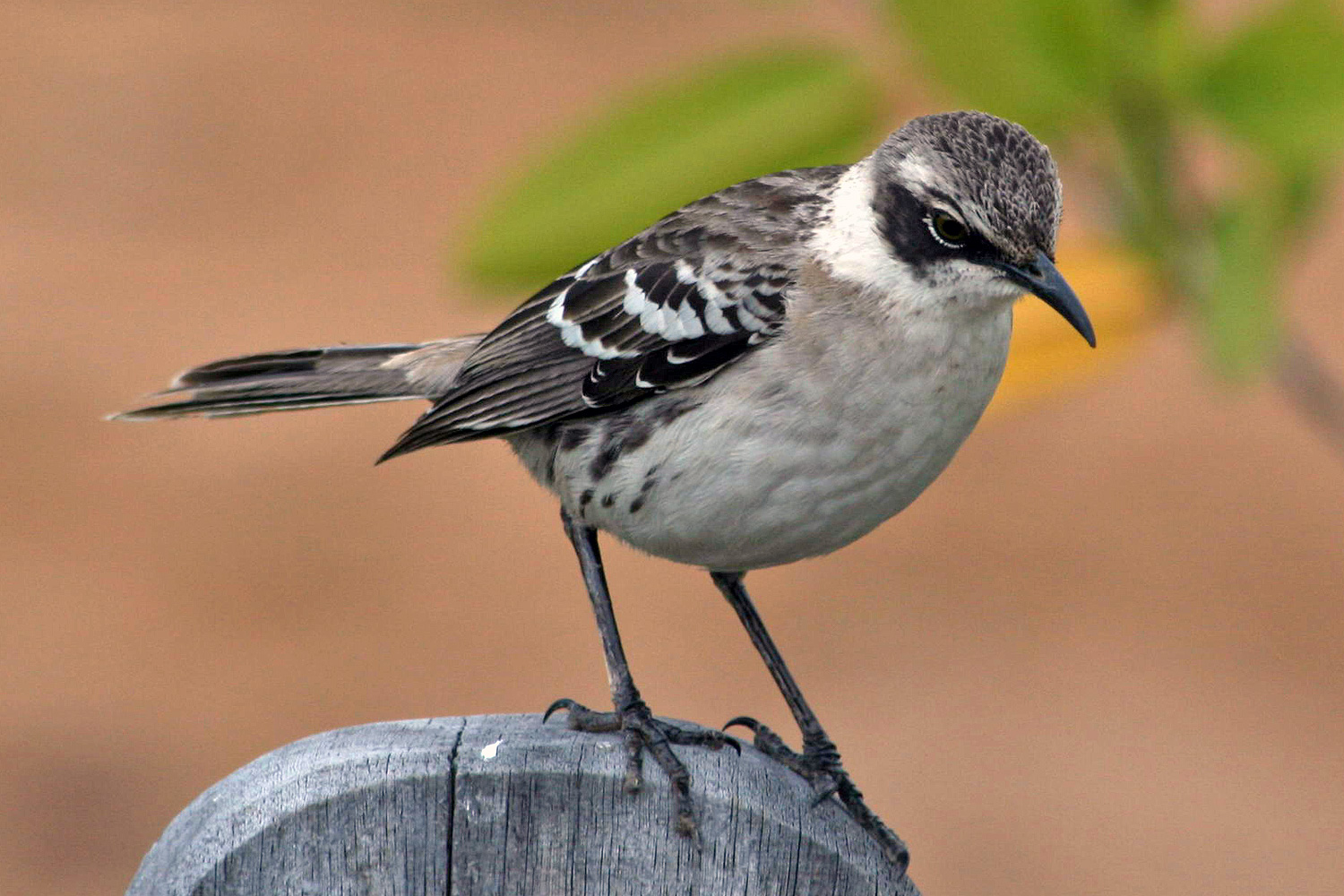 Mocking bird. Галапагосские птицы пересмешники. Чайка пересмешник. Североамериканский певчий пересмешник. Пустынный кривоклювый пересмешник.