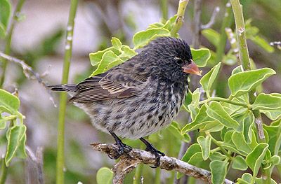 Darwin's Finch