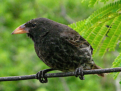 Darwin's Finch