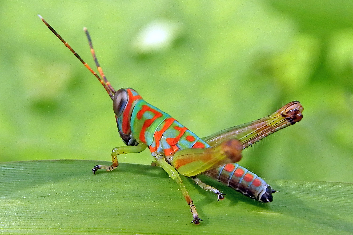 Insecta Insects  Arthropoda Animalia