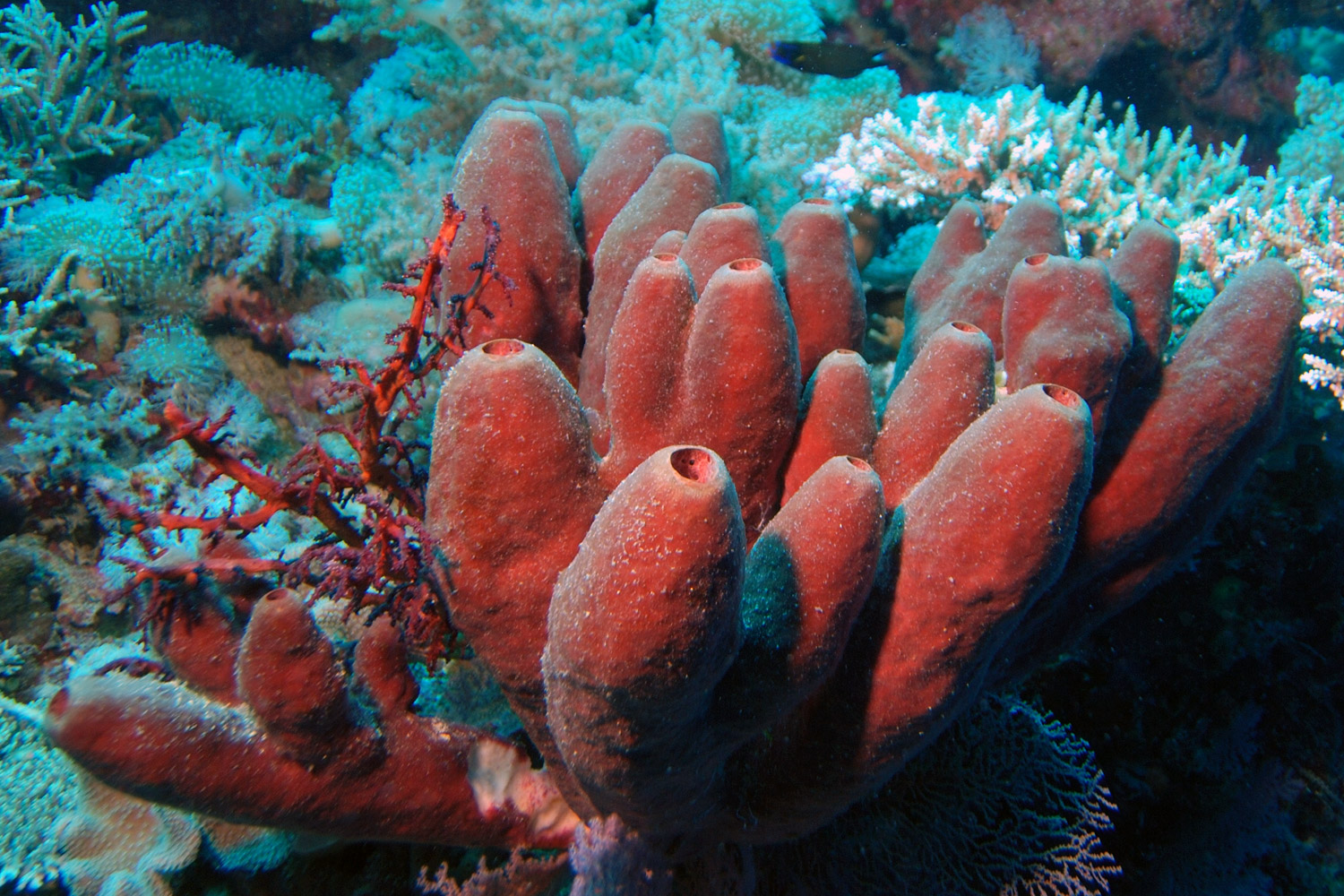 Porifera - Sponges - Animalia