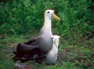 Waved Albatross