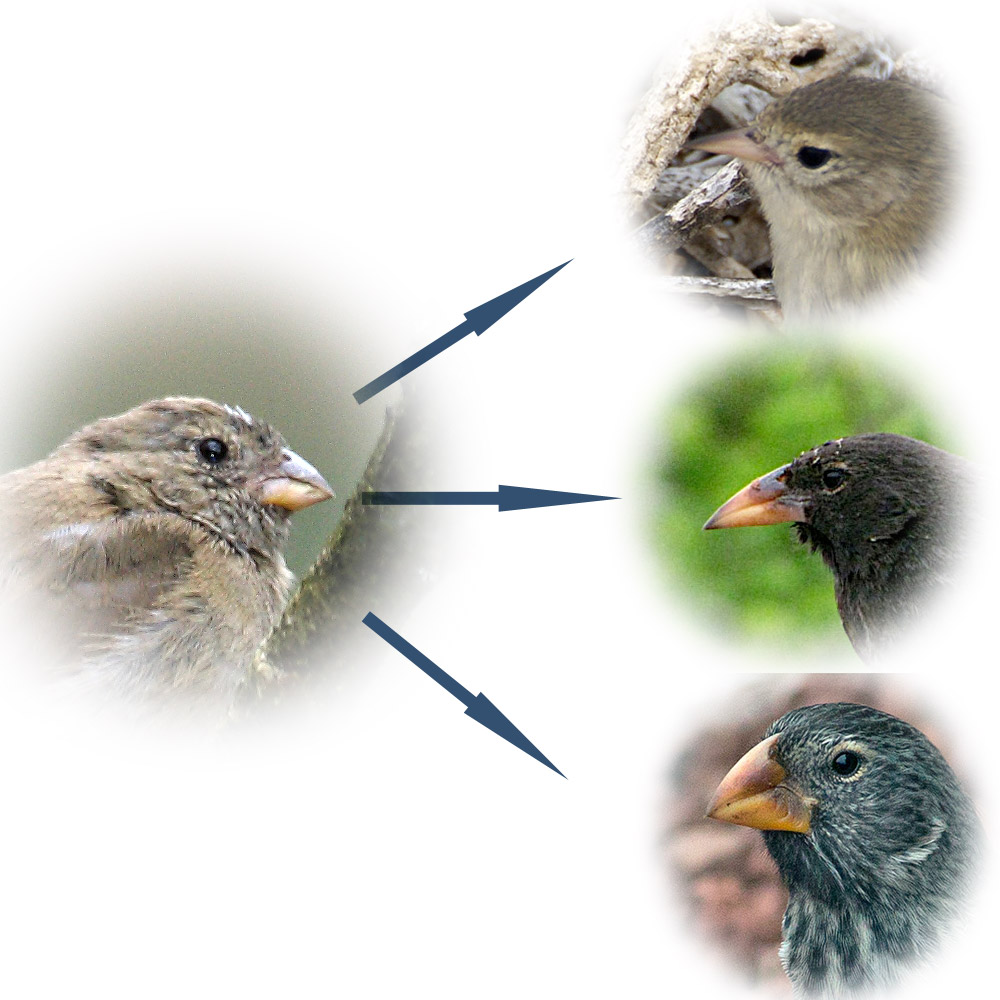 Darwin's Finches