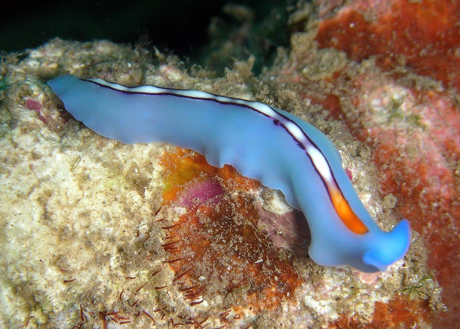 Two new species of Neotropical land flatworms (Platyhelminthes