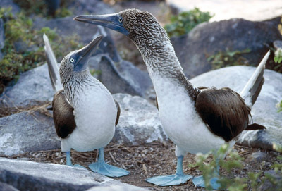 Blue Footed Booby - Sula nebouxii