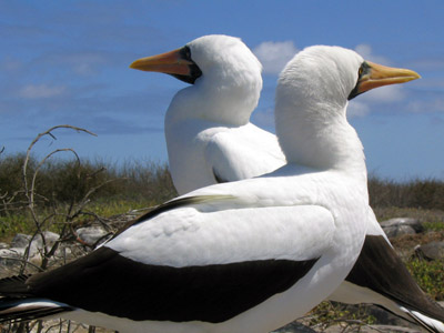 Nazca Booby - Sula granti