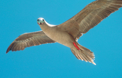 Red Footed Booby