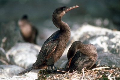 Flightless Cormorant