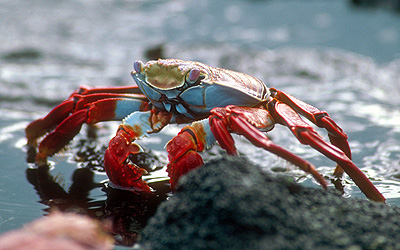 Sally Lightfoot Crab